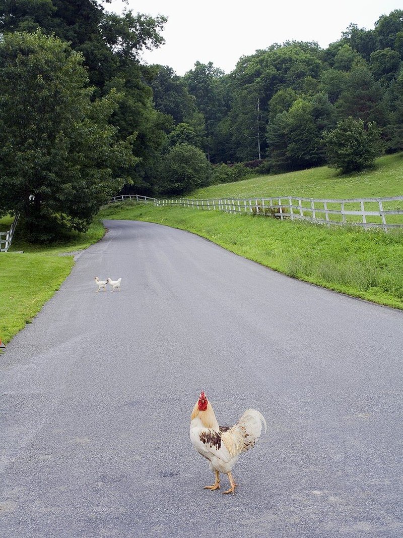 Het Geheim van Chicken Road: Kansrijk of Heel Riskant?